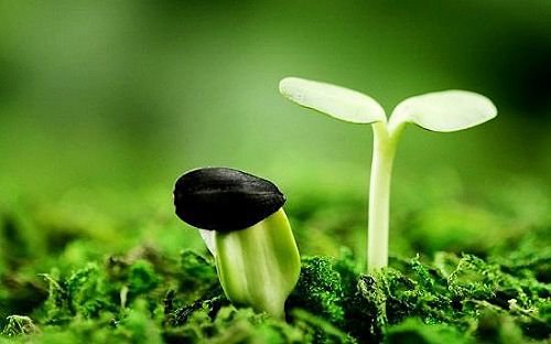 Hạt Giống Tâm Hồn, đọc truyện hay , đọc truyện teen 